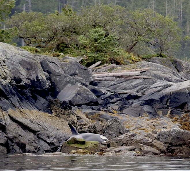 Imagem de bebê orca preso nas rochas