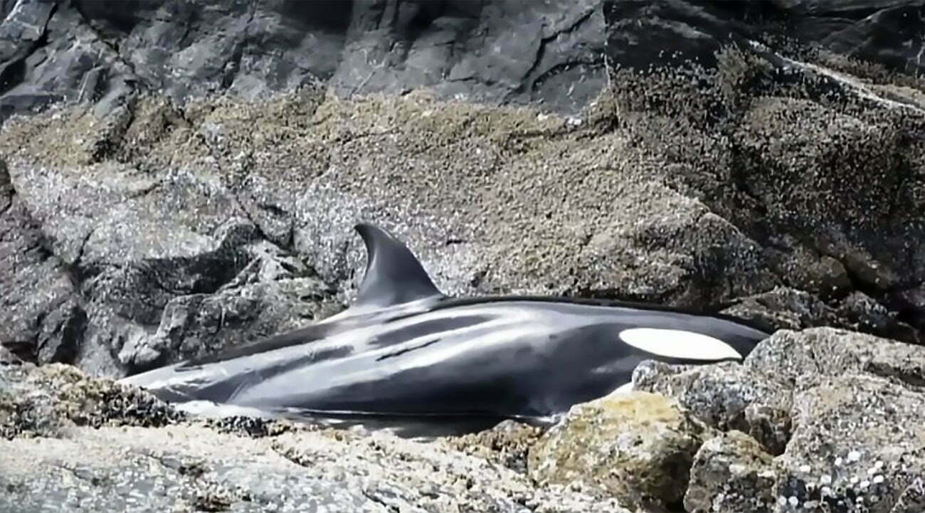 Imagem de bebê orca preso em rochas