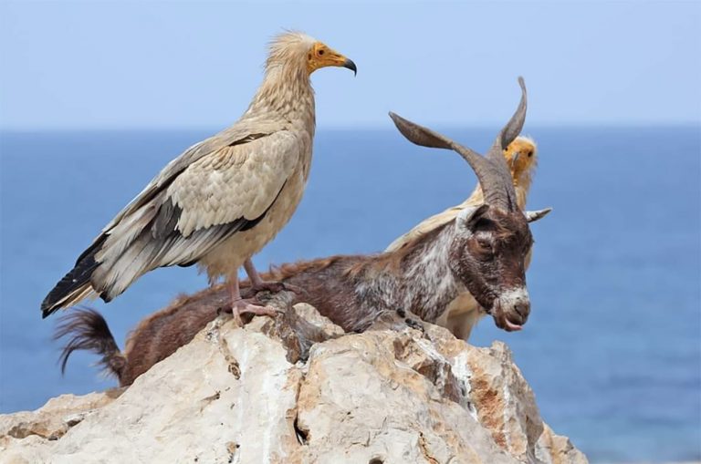 imagem da fauna de Socotra