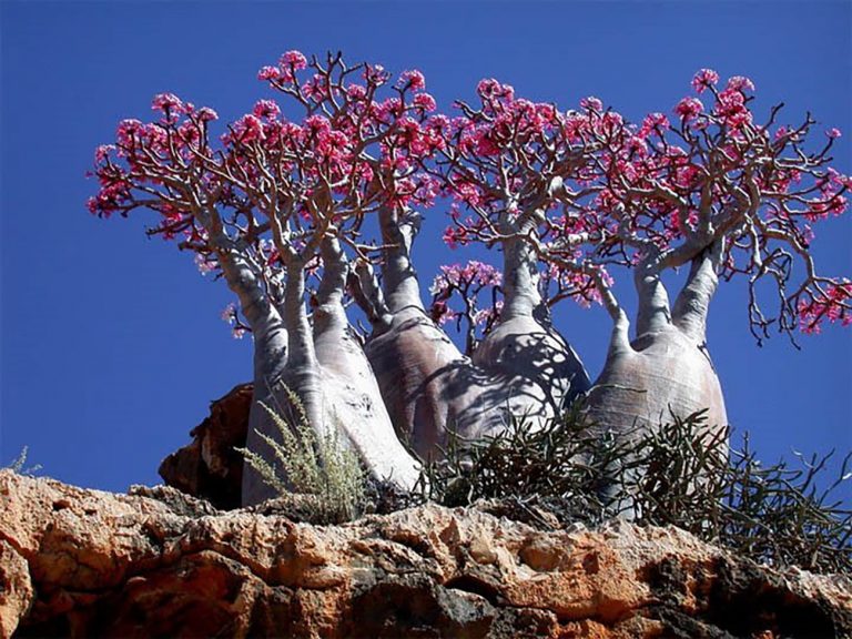 Imagem de árvore florida