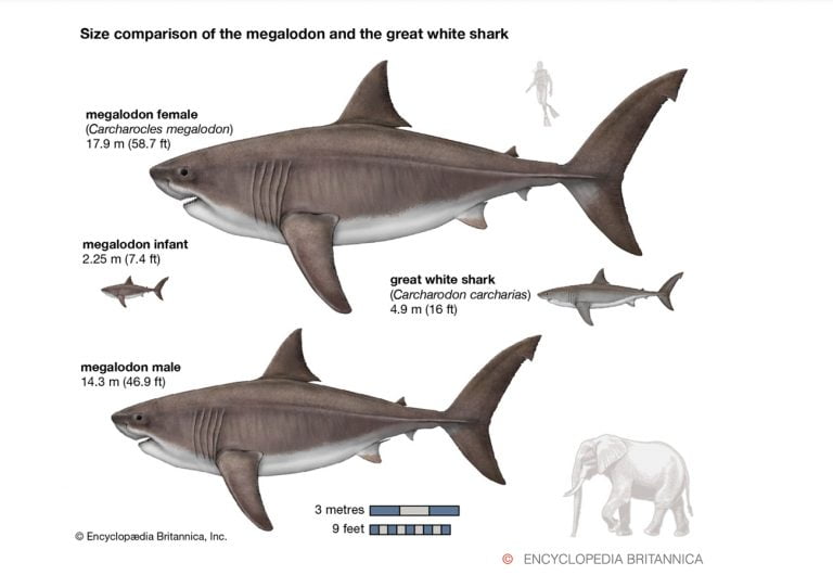 infográfico mostra diferença entre tubarões