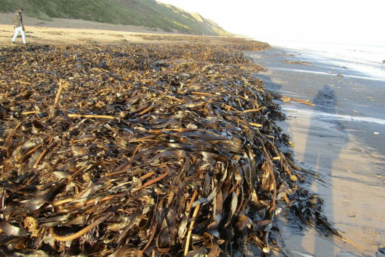 animais marinhos mortos em praia inglesa