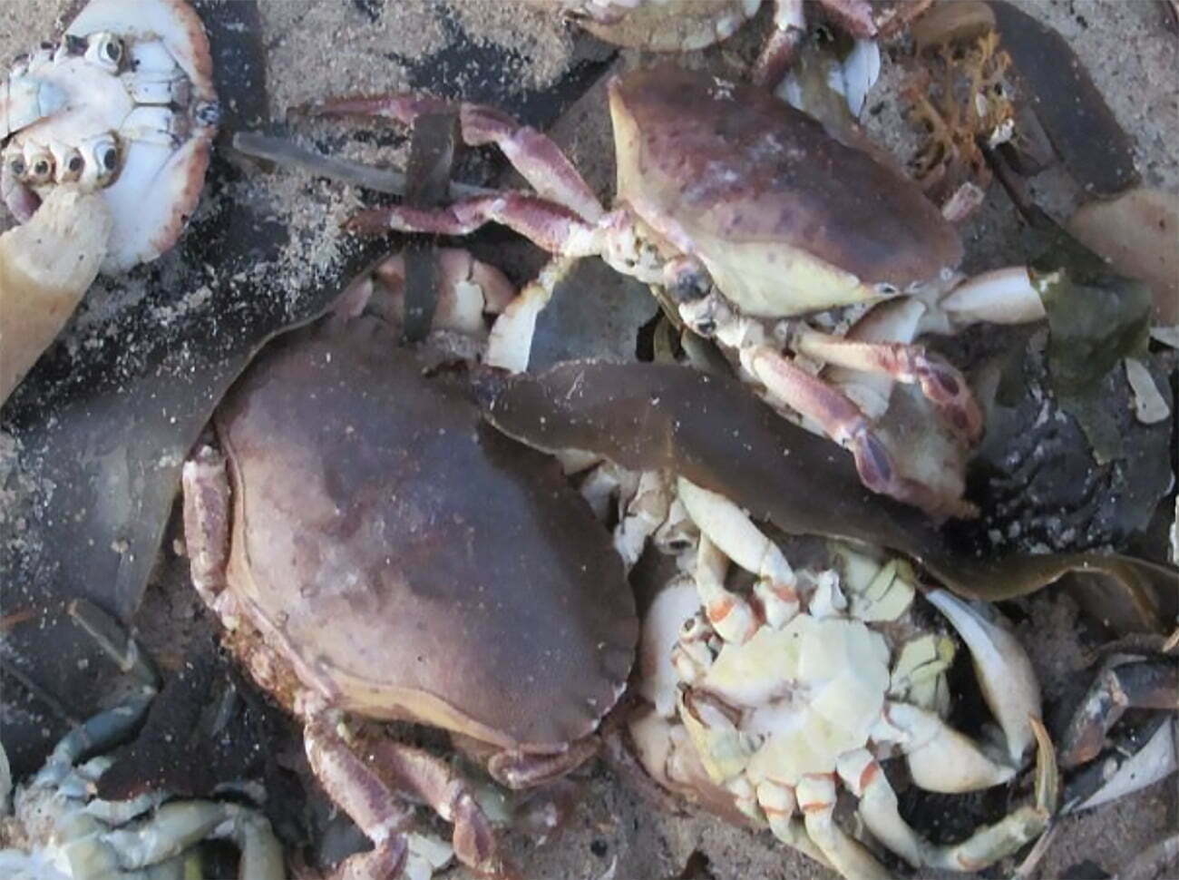 animais marinhos mortos em praias inglesas