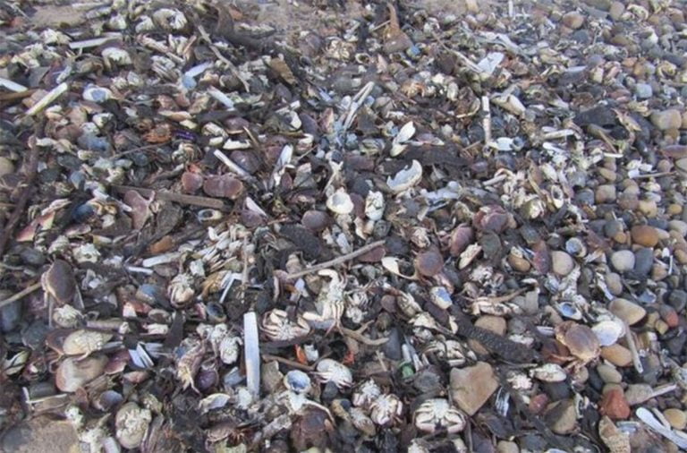 milhares de organismos marinhos mortos em praia inglesa
