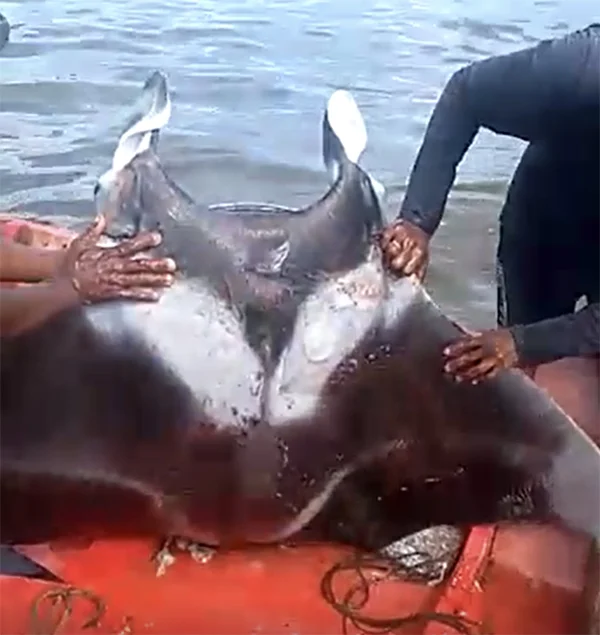 imagem de raia manta pescada