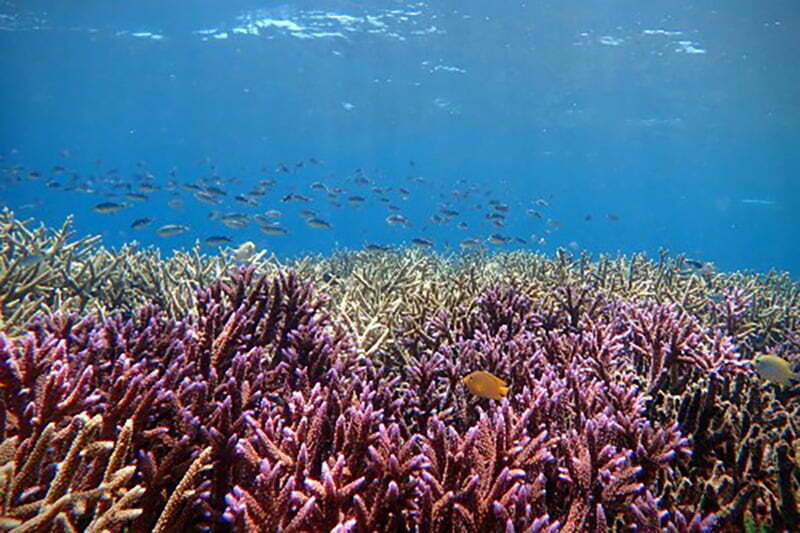 recife de coral saudável