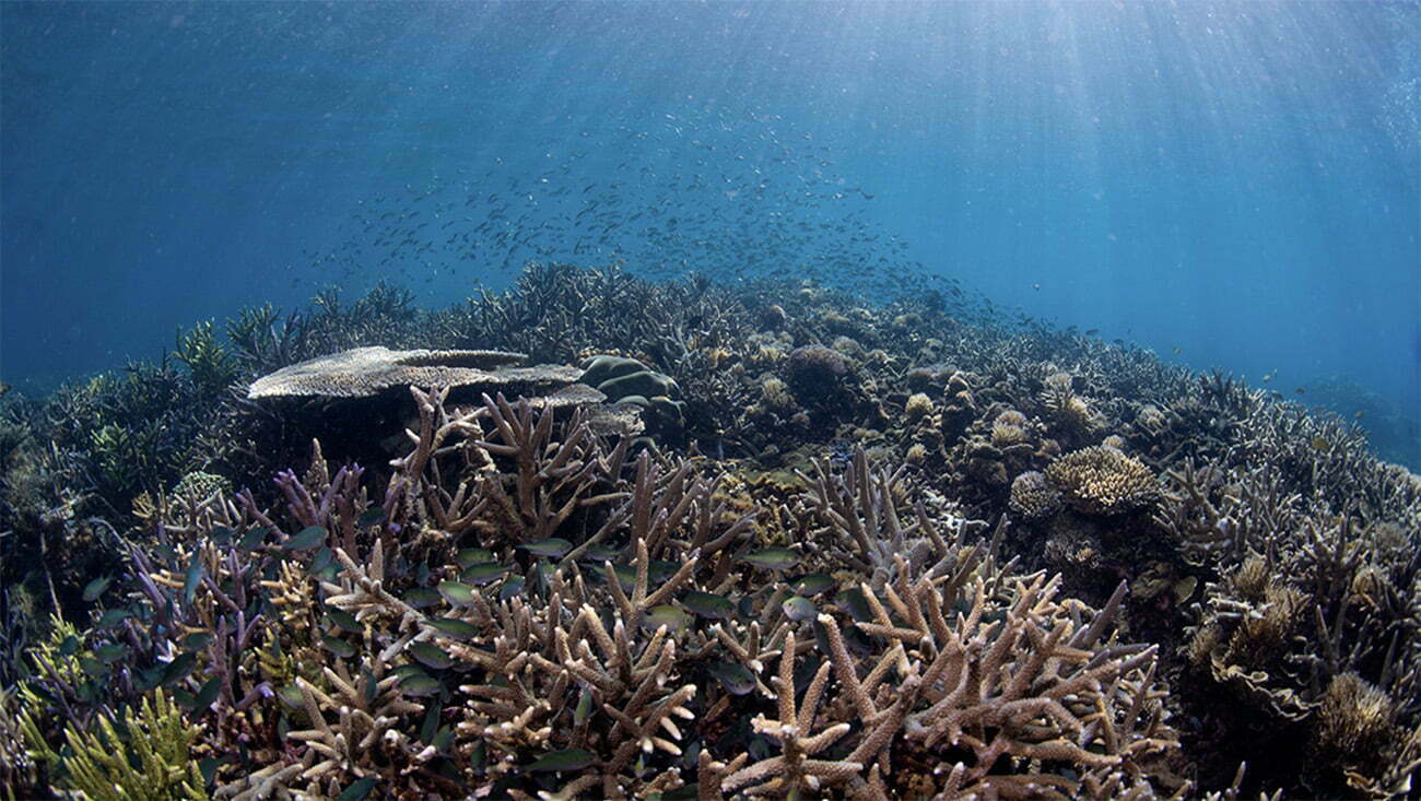 Recifes de corais