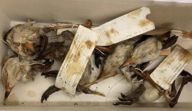 aves catalogadas na expedição Shackleton-Rowett