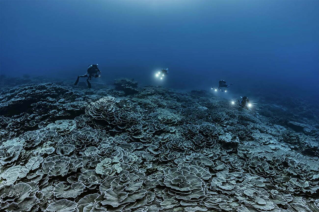 coral descoberto no Taiti
