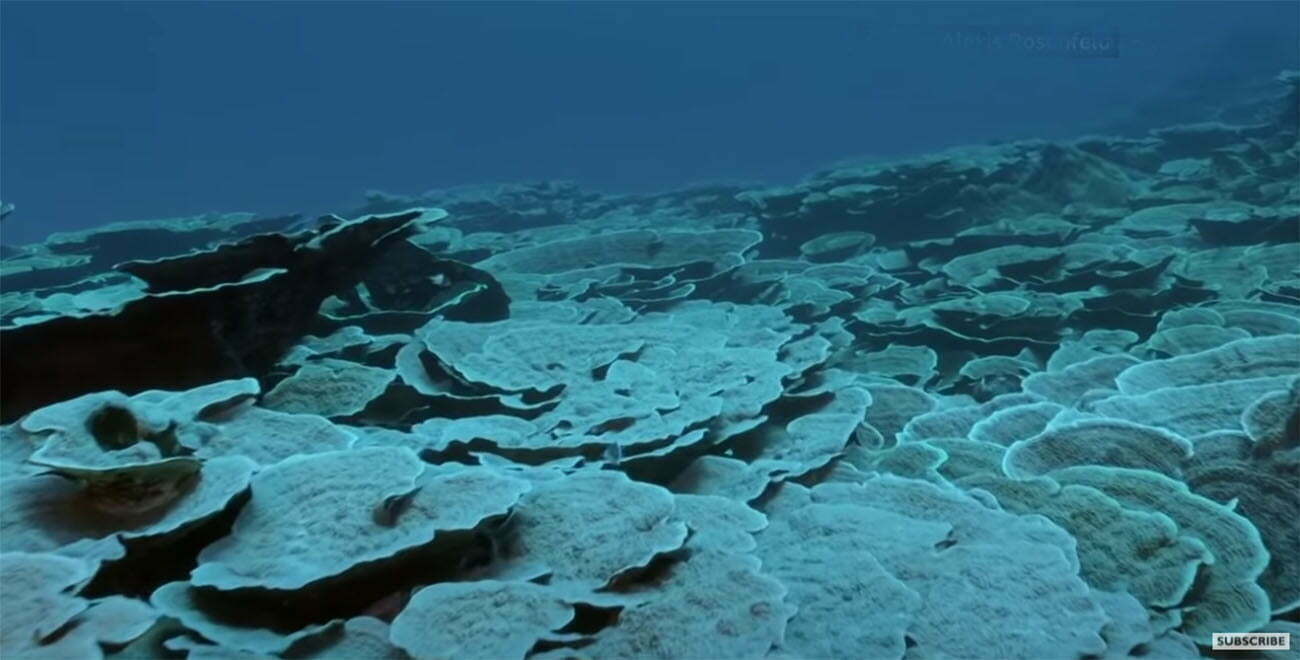 recife de coral recém descoberto