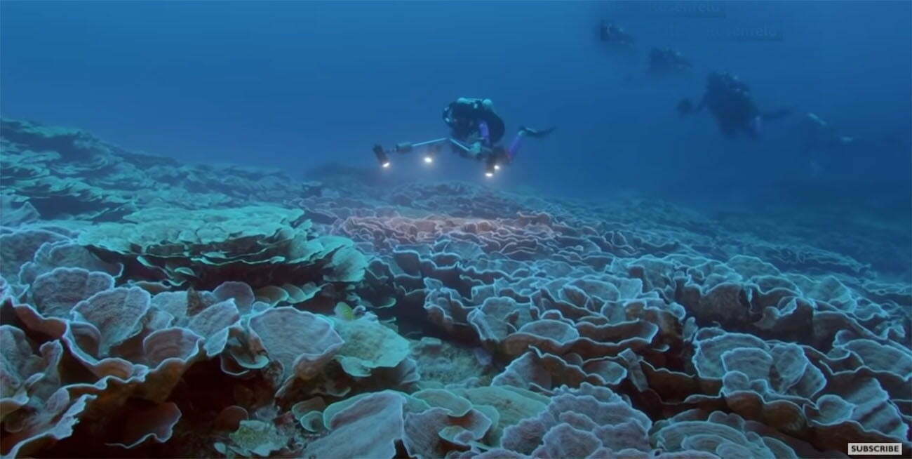 mergulhador em recife de coral