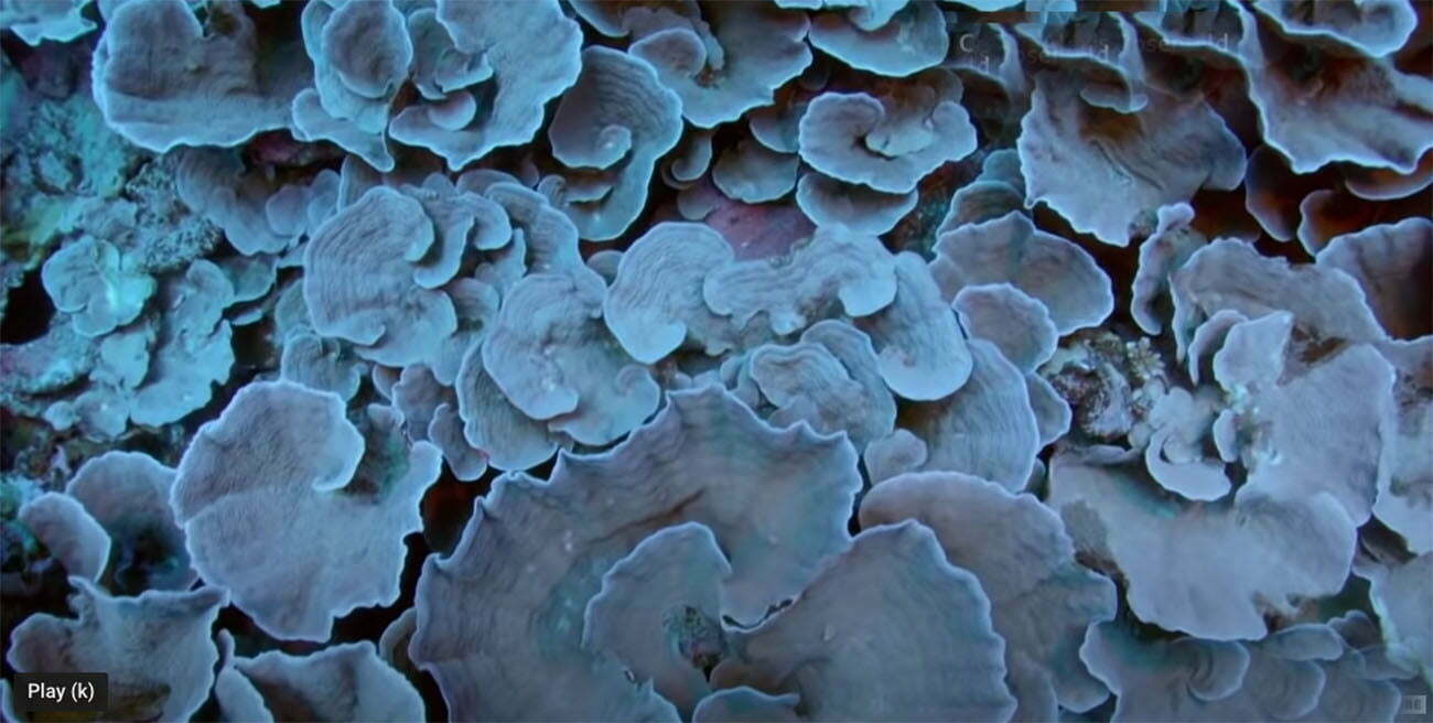 coral do Taiti