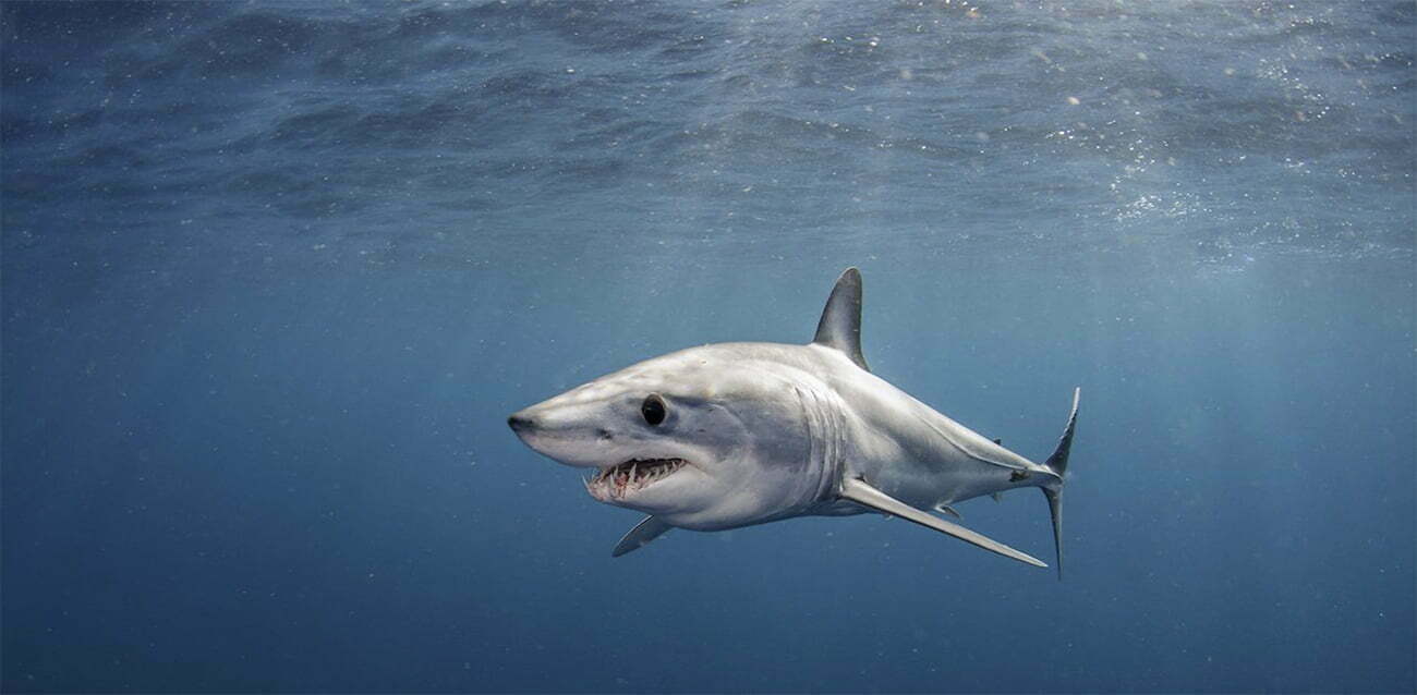 tubarão mako