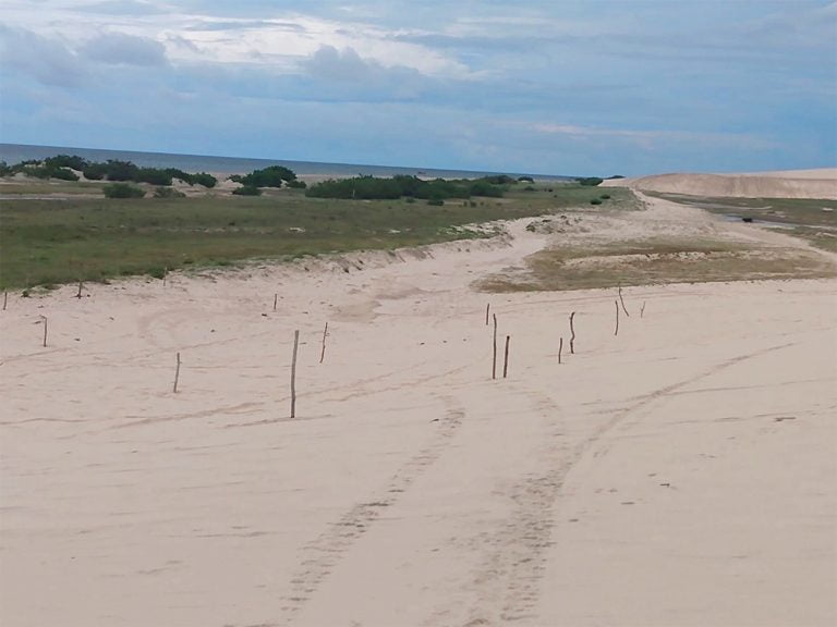 estacas e cercas nas dunas da Barrinha
