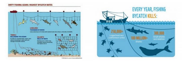 Infográfico sobre pesca incidental
