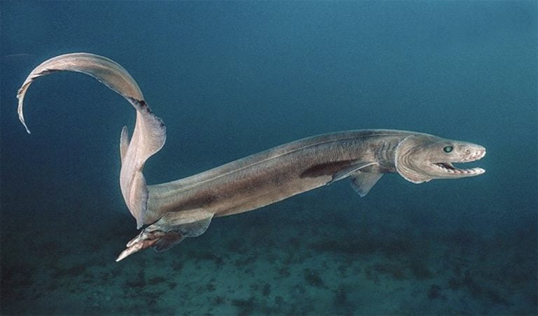 Tubarão-cobra
