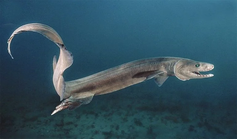 Tubarão-cobra