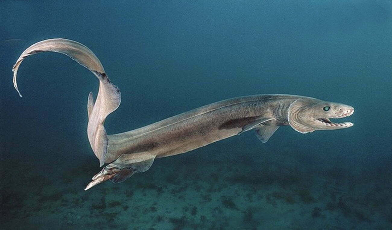 Tubarão-cobra, um fóssil vivo dos oceanos - Mar Sem Fim