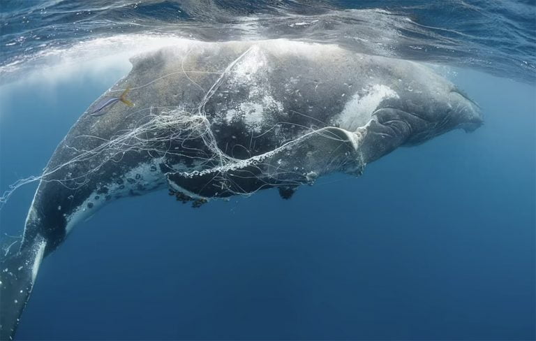 Baleia emaranhada em rede