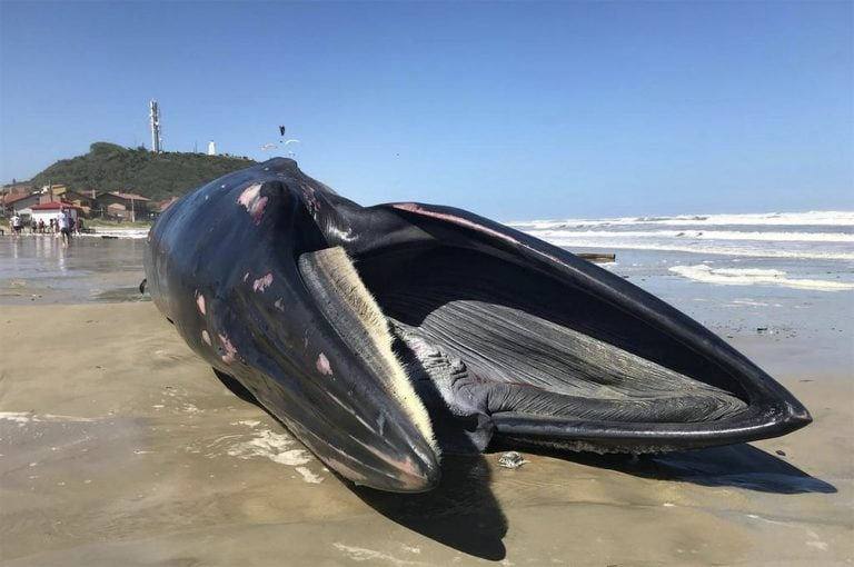 baleia morta no litoral do Rio Grande do Sul