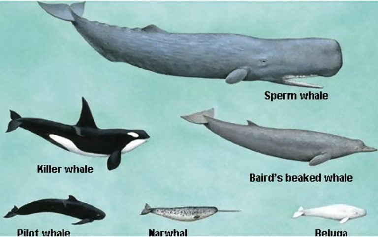Ilustração de baleias dentadas