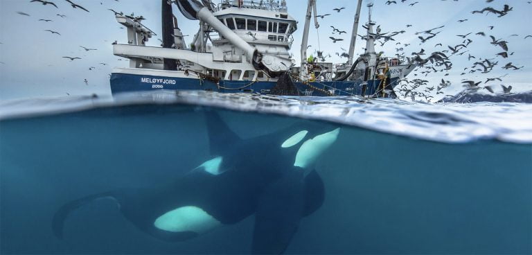 baleias dentadas interagindo com a pesca internacional