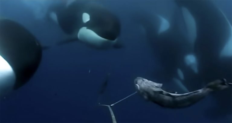 baleias dentadas interagem com linha de pesca