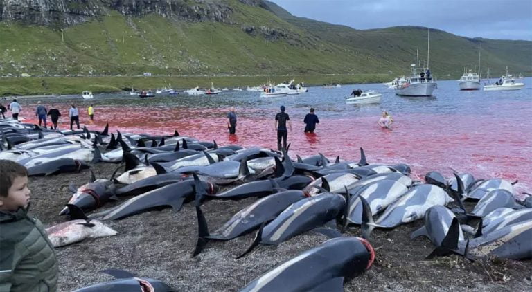 baleias piloto mortas nas ilhas Faroé