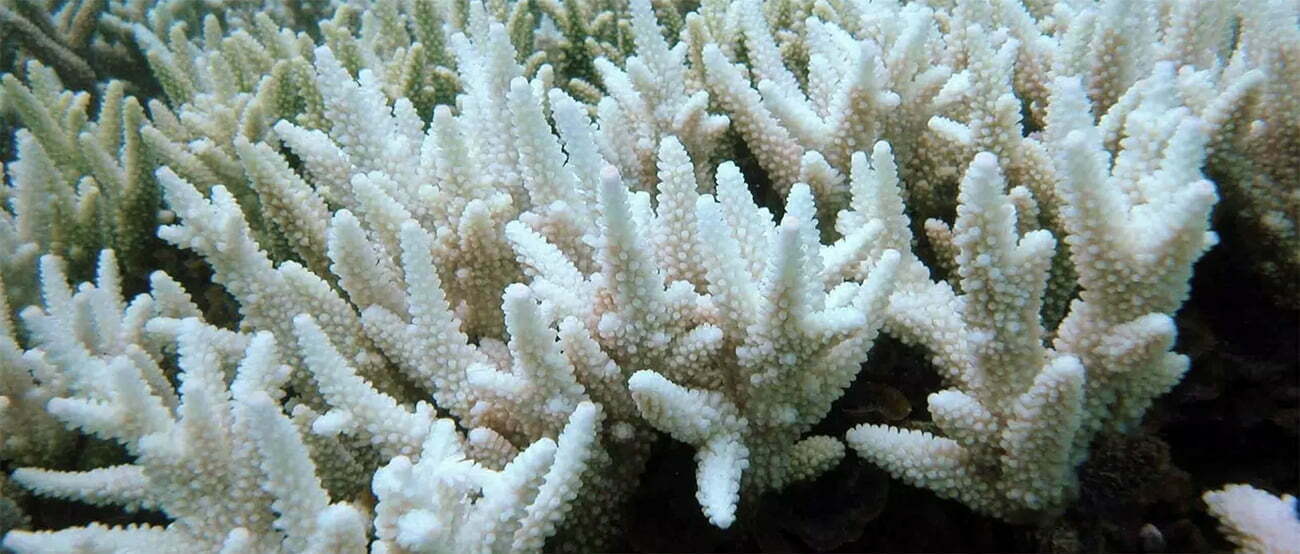 Branquemanrto da barreira de corais da Austrália