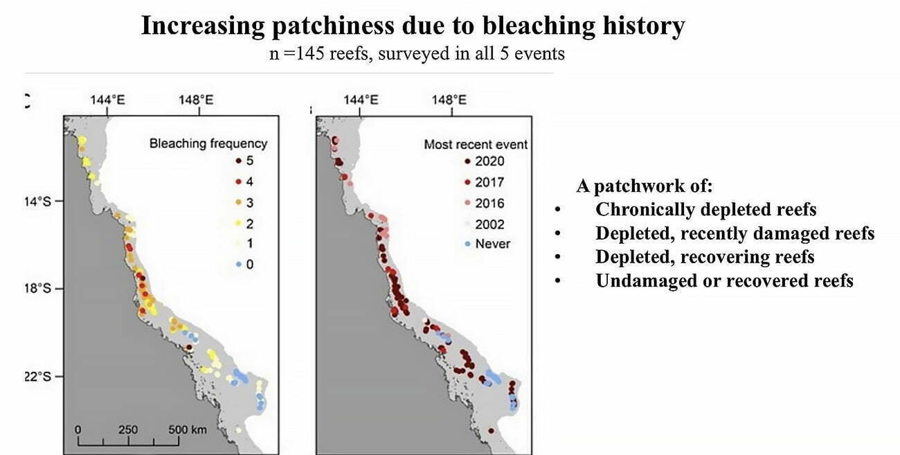 Estatística mostra branqueamento da barreira de corais