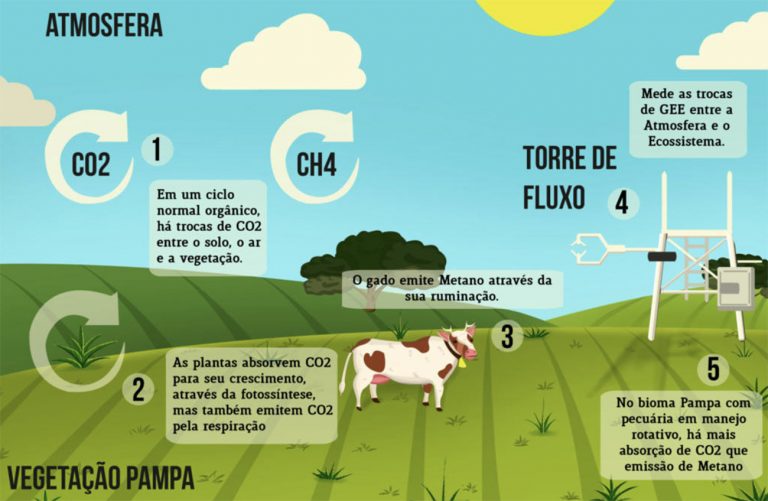 Ilustração o pampa gaúcho