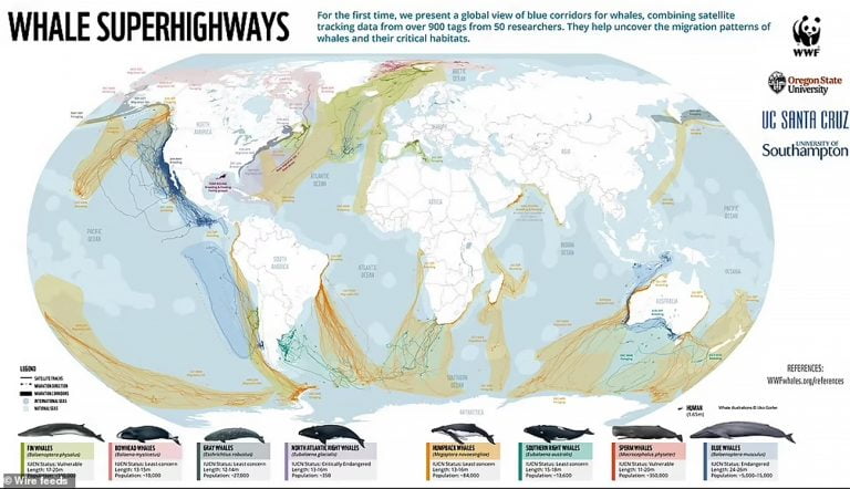 mapa global da rota de baleias