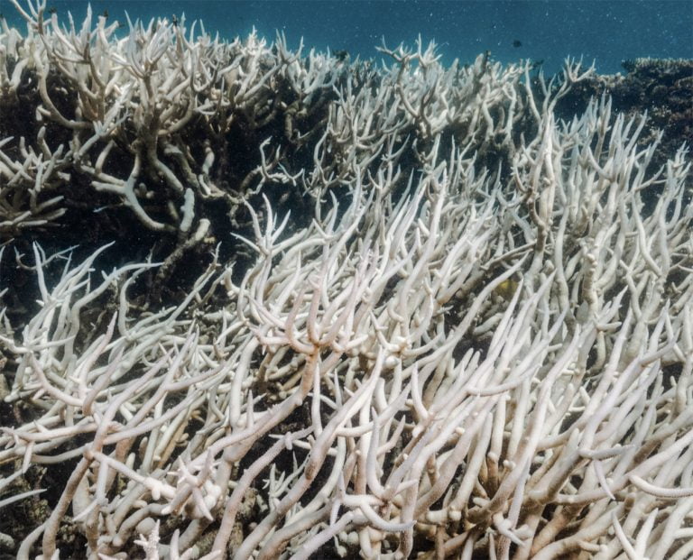 Branqueamento na barreira de corais da Austrália