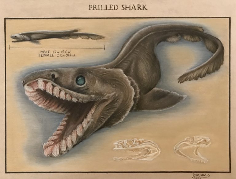 ilustração de tubarão-cobra