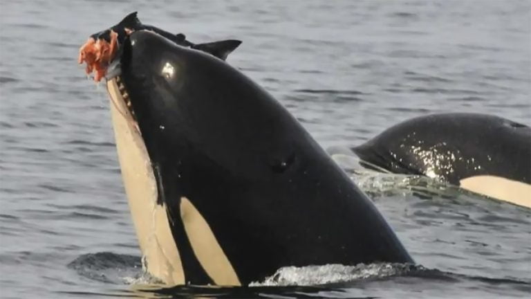 Orcas ou baleias dentadas