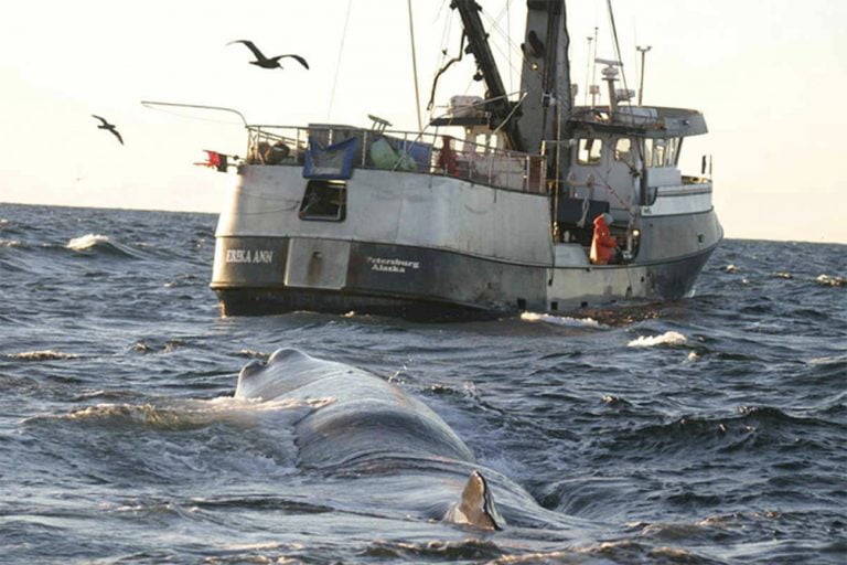 Pesqueiro seguid por baleias dentadas