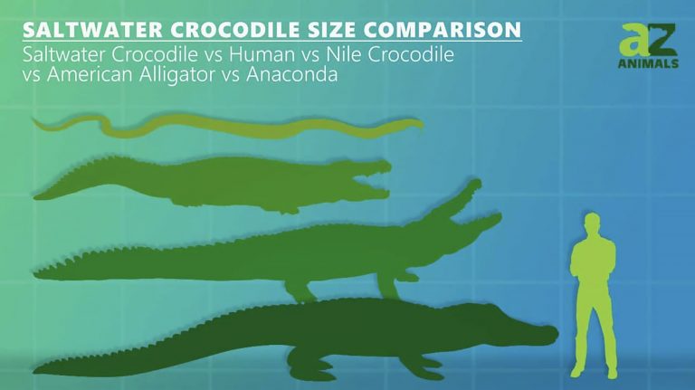 comparação de tamanhos entre crocodilos e o ser humano