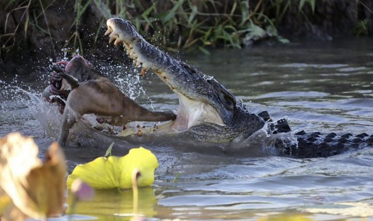 crocodilo de água salgada comendo um filhote de canguru