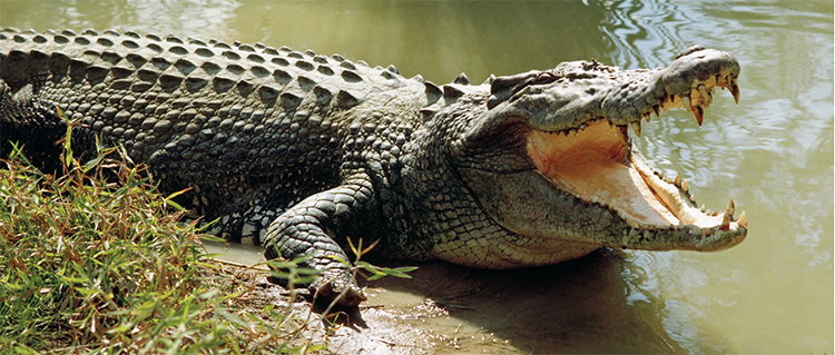 crocodilo de água salgada.