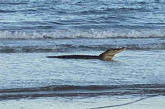 Crocodilo de água salgada, o maior entre estes répteis - Mar Sem Fim