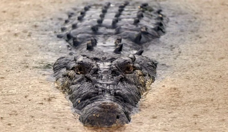 crocodilo de água salgada