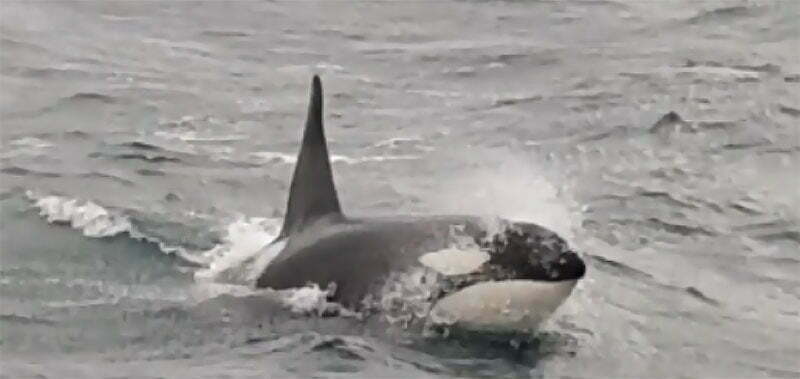 MORREU a BALEIA BELUGA encontrada no RIO SENA 