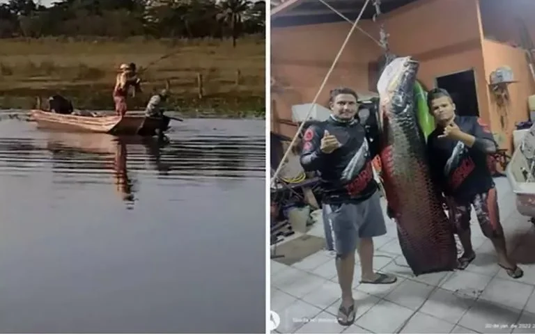 Pirarucu fisgado em rios paulistas