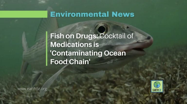 animais marinhos contaminados