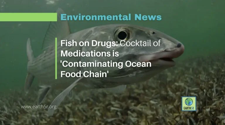animais marinhos contaminados