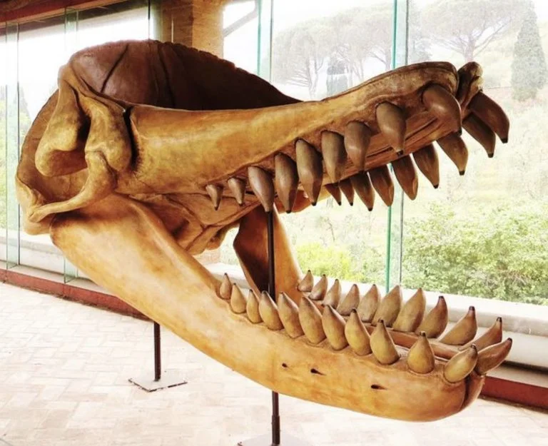 Crânio de cachalote pré-histórico
