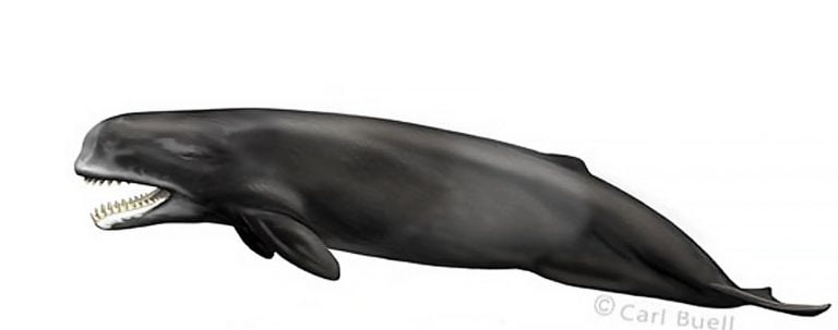 ilustração de Livyatan melvillei, ou cachalote pré-histórico