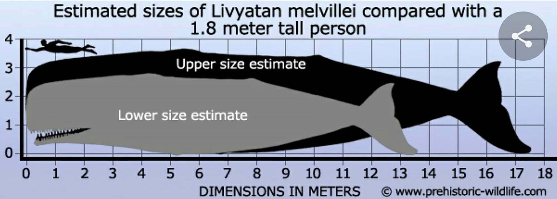 Moby dicks length compared to a megalodons length