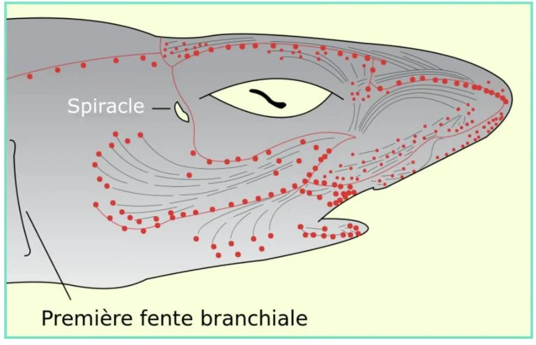 conexões internas no focinho de tubarões e raias
