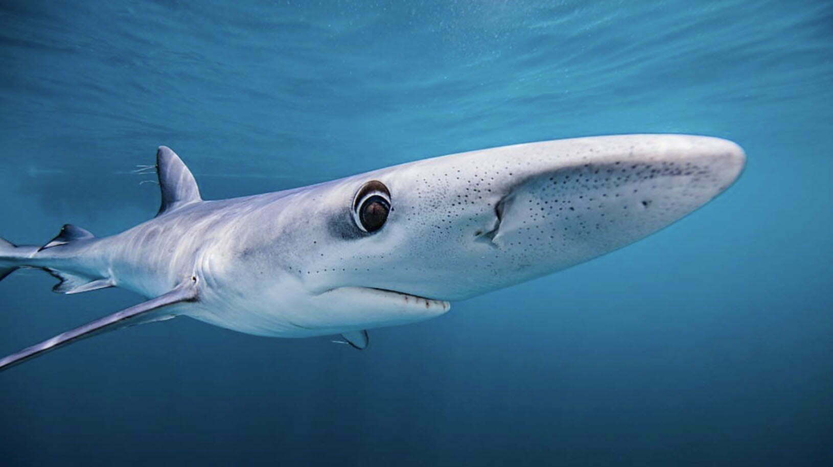 Conheça o fenômeno oceânico que está aproximando os tubarões da costa nos  EUA
